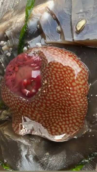 Stinging hole
