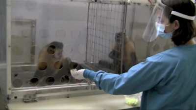 Capuchin Monkey doesn't accept unequal pay in an experiment.