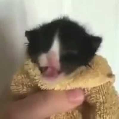 Cat grips