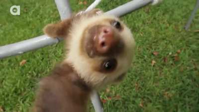 Baby sloth fucking falling