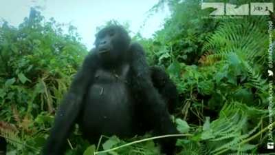 A family of Gorillas humming(and farting) in satisfaction as they have their lunch