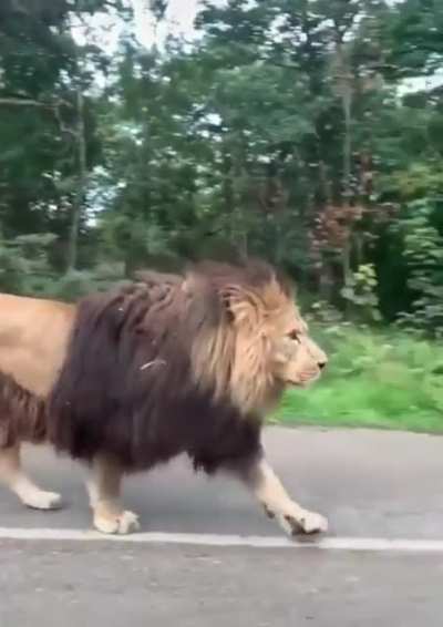 The massive size of this lion walking through traffic