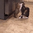 A thorough cleaning for his land beaver friend