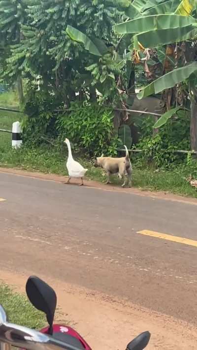 I wonder where they’re going? 