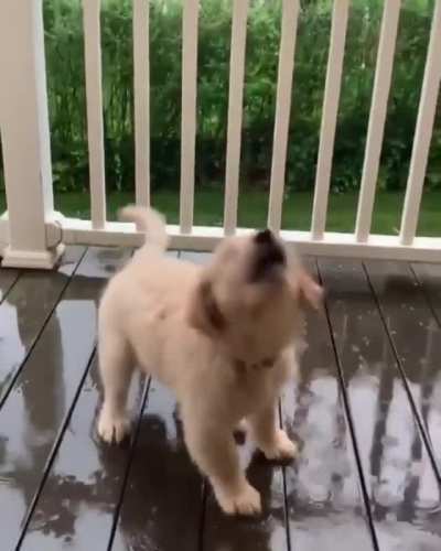 I can watch this pup try to catch rain drops all day.....
