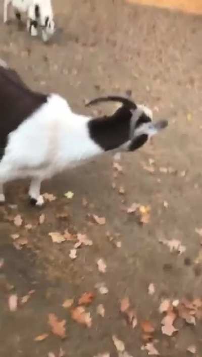 I have no words for the sound this goat makes