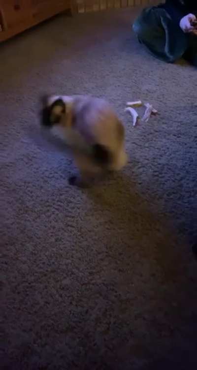 My mom’s cat getting dizzy after chasing tape on her tail