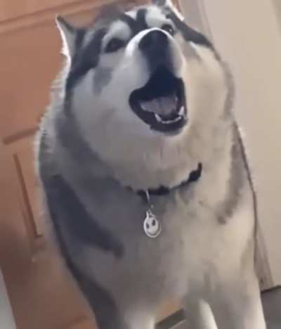 Sometimes a dog just has to let out their pain.