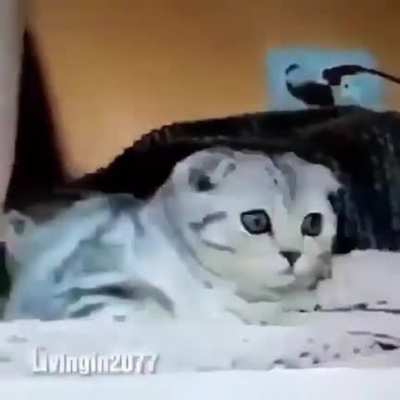 O gato provavelmente ficou traumatizado