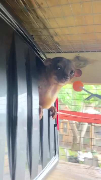Kinkajous are nicknamed “honey bears” because of their natural sweet tooth. At Kinkatopia Sanctuary in Florida, these cuties are served one “sweet” a day