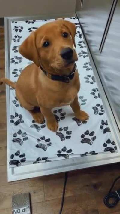 This is Bentley. He knows how to sit. Still working on everything else.