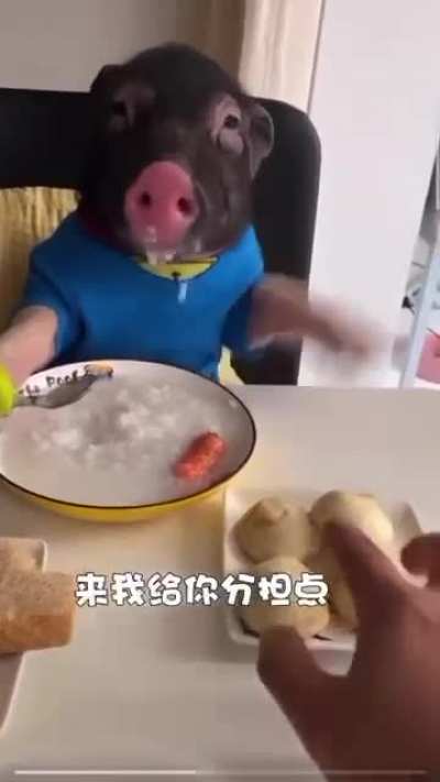 boar rule