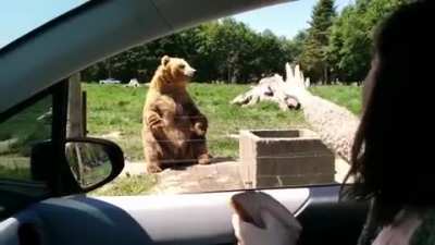 Клёвый мишка