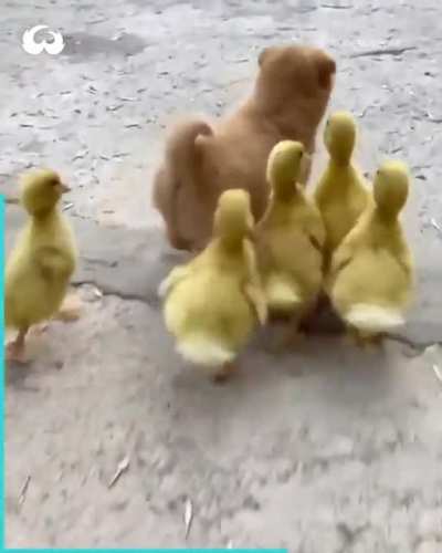 Wanna play duck duck woof