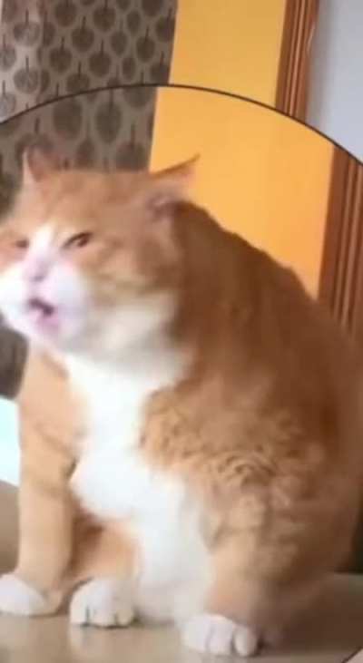 When you haven't been fed for 5 whole minutes.
