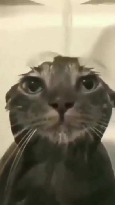 wordington cat