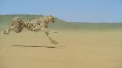 What land mammal can keep pace with a Cheetah? ... camera man of course.