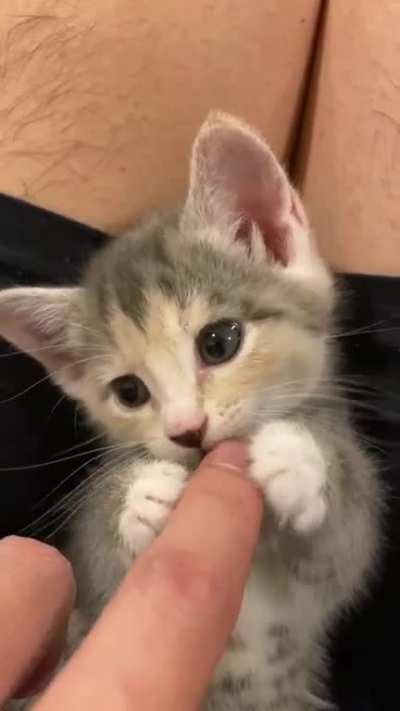 Nomnomnom