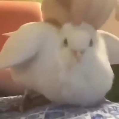 me_irl