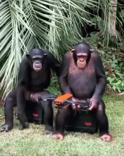 Monkey controlling drone