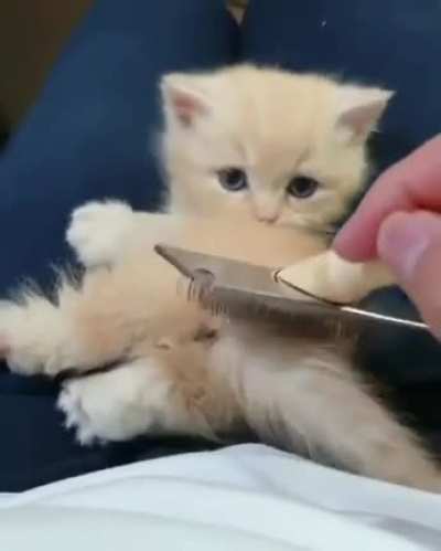 She always wants to brush her..