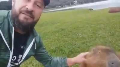 Capybara