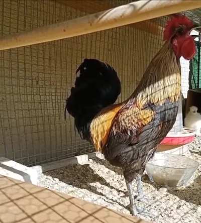 This rooster literally passed out while crowing