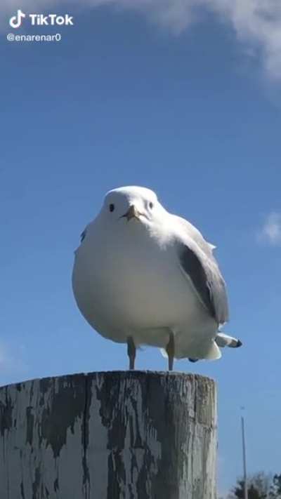 SEAGULL CALL
