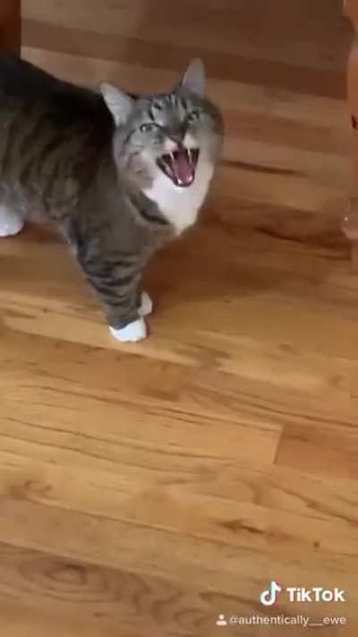 Cat needs some privacy