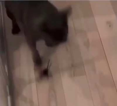So cowardly, yet so brave