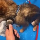Dog Bath