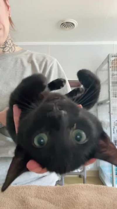 Australian kitty