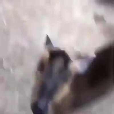 Isso é muito fofo