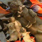 Puppy piles