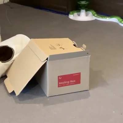 Eve loves her box~