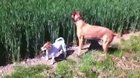 Dog at wheat farm