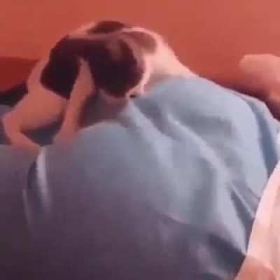 What a cute cat