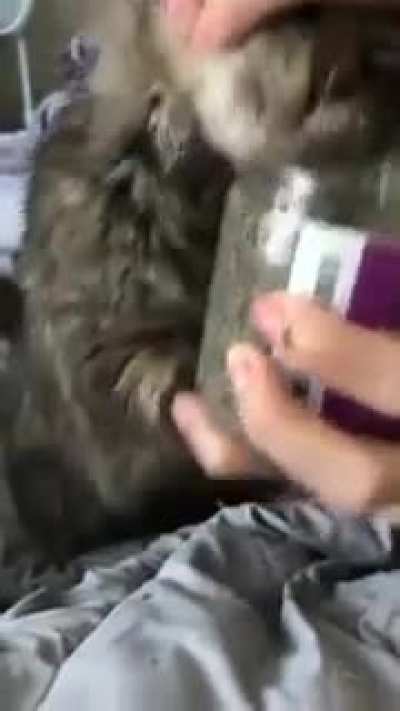 to stop the kitty..