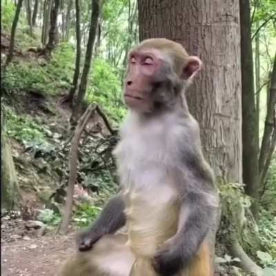 Познает дзен