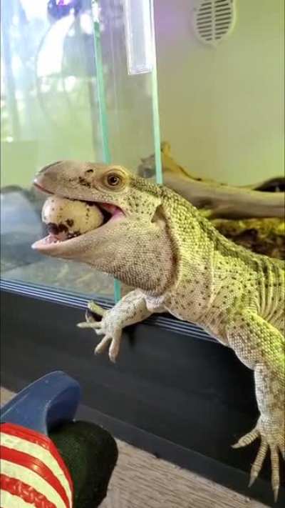 Elon the White Throat Monitor 