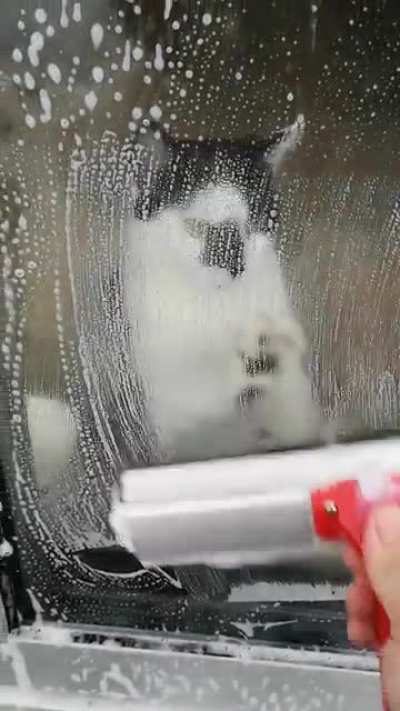 Maybe she was a window washer in another life?