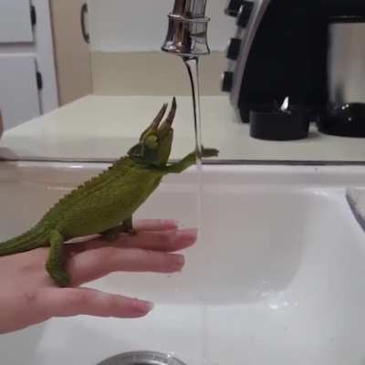 Chameleon Fascinated by a Tap