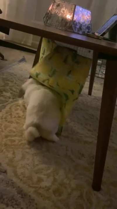 Moose's favorite toy is curtains so I made him fake curtains that hang under my coffee table for him to always have something to play in ☺️
