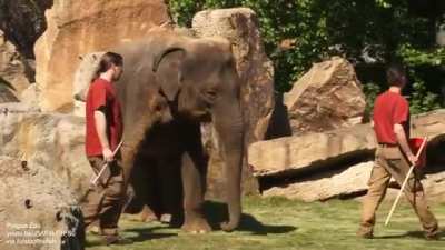 Baby won’t wake up. Mother elephant asks hooman to help.