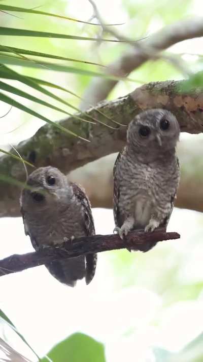 Duo