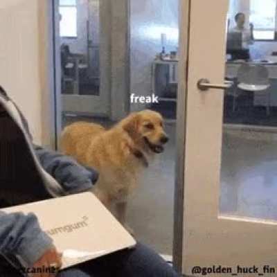 Y'all accept doggo gifs here?
