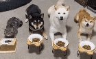 Learning to be a dog
