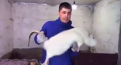 Pet
