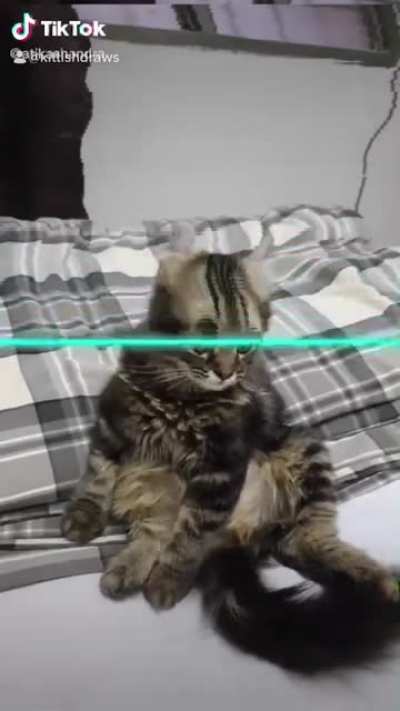 Squishy demonic cats