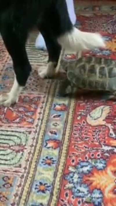Attack of the ninja turtle.